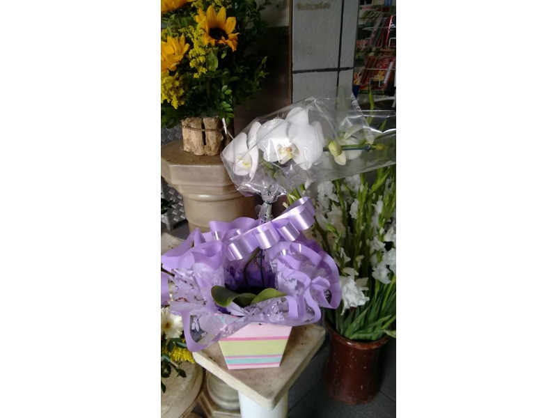 PLANTAS ORNAMENTAIS ARRANJOS BUQUÊ EM SANTA CRUZ DA SERRA DUQUE DE CAXIAS - RJ