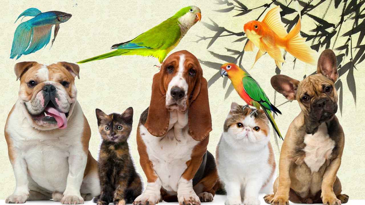 PET SHOP EM VOLTA REDONDA RJ