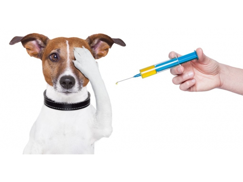 PET SHOP E VETERINÁRIO NO MORUMBI - SP