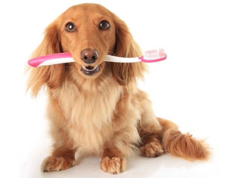 PET SHOP E VETERINÁRIO NO MORUMBI - SP