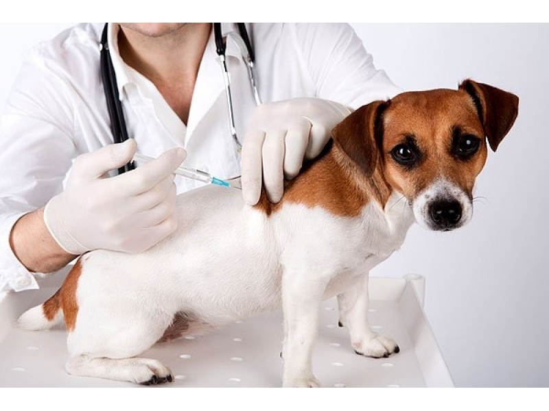 PET SHOP E VETERINÁRIO NO MORUMBI - SP