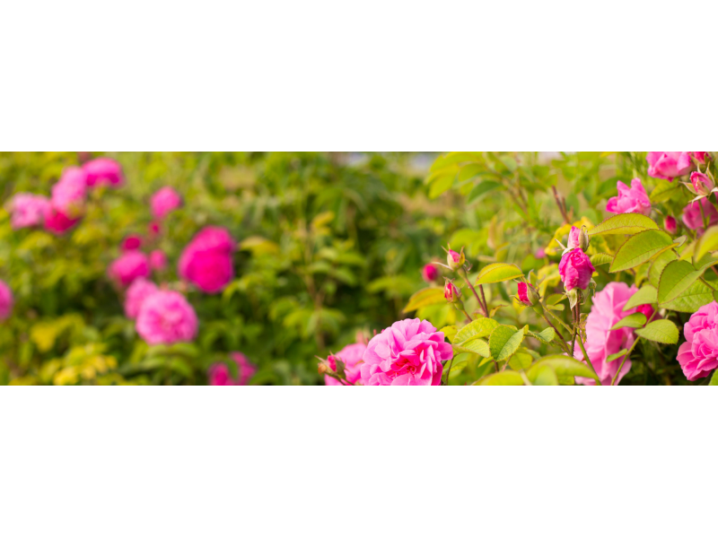 TEL: (11) 99708-8009 JARDINAGEM E PAISAGISMO NA VILA SÃO FRANCISCO EM SÃO PAULO