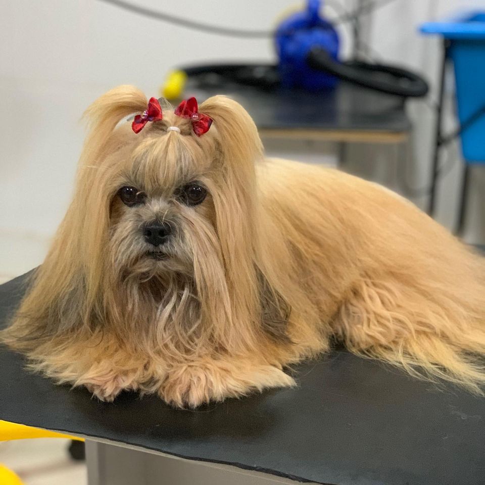 BANHO E TOSA EM CUJUBIM - RO