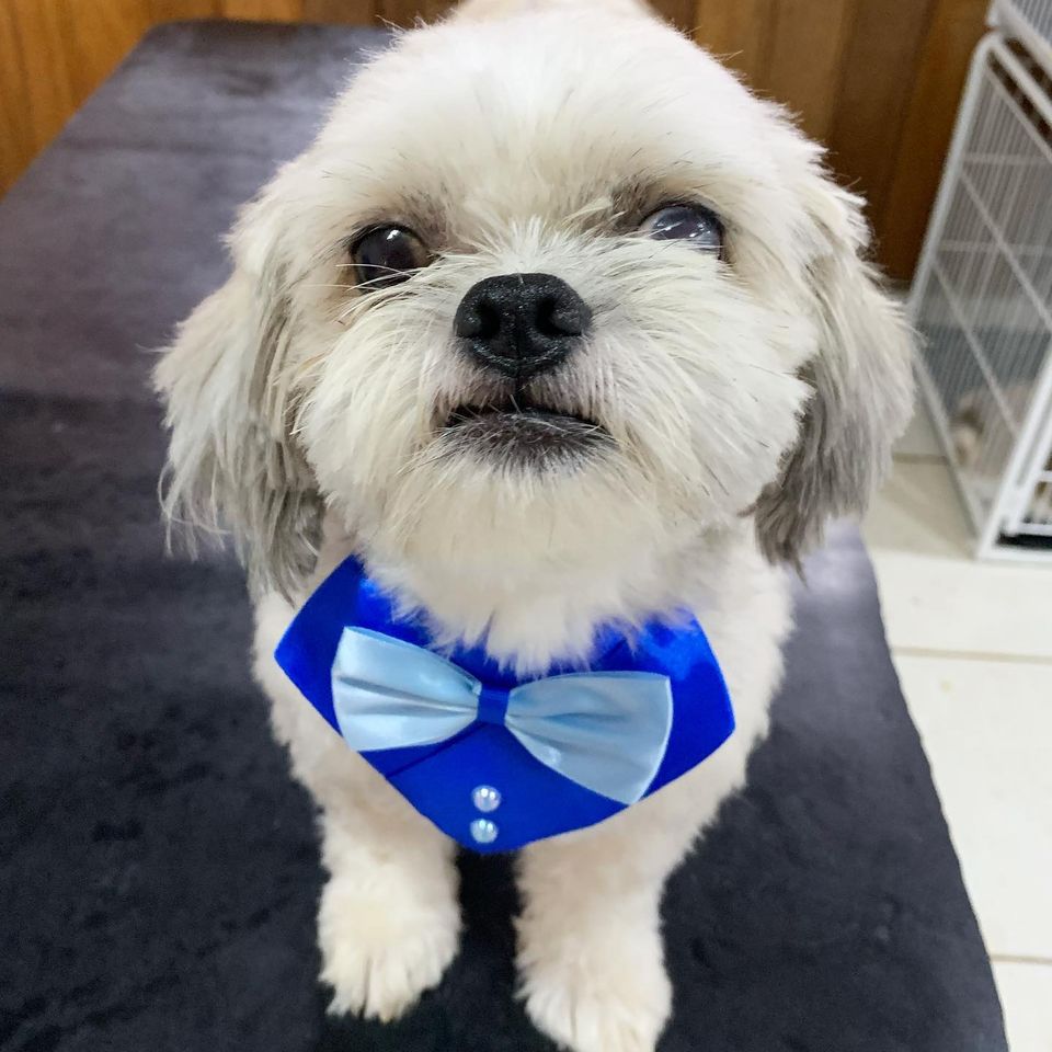 BANHO E TOSA EM CUJUBIM - RO