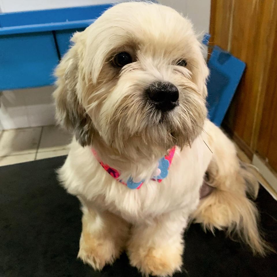 BANHO E TOSA EM CUJUBIM - RO