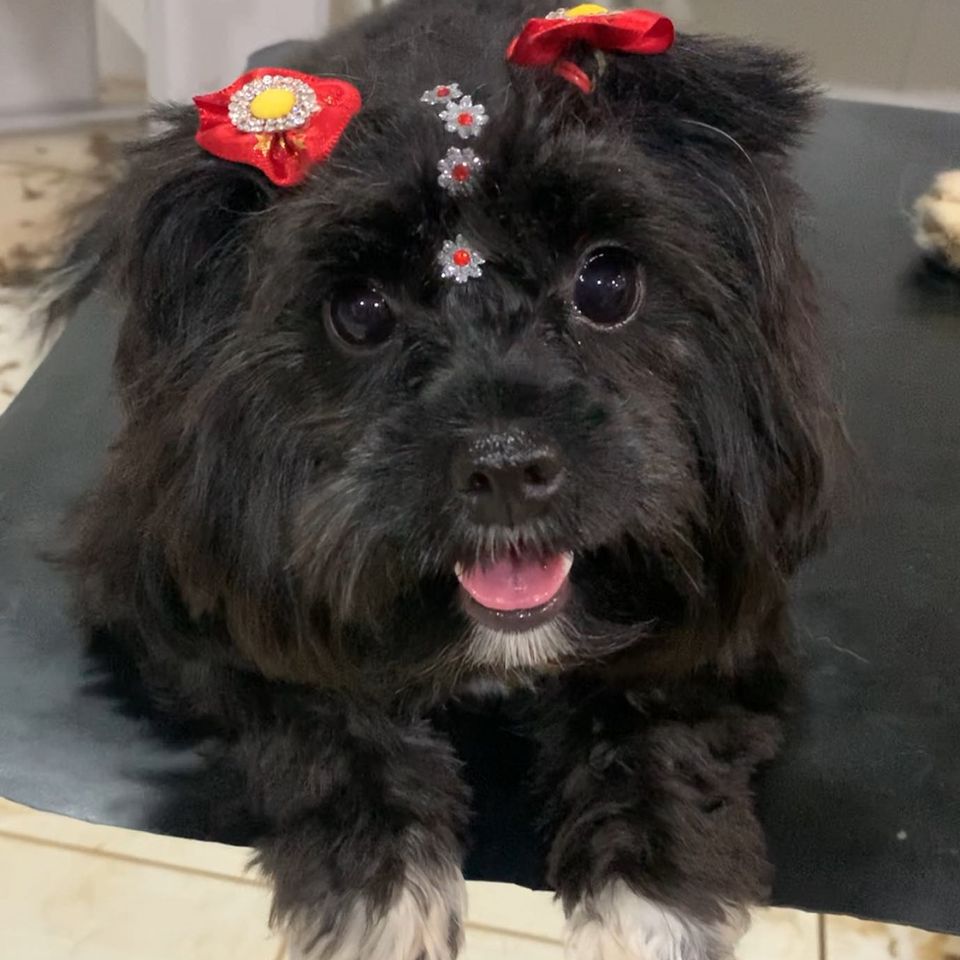 BANHO E TOSA EM CUJUBIM - RO