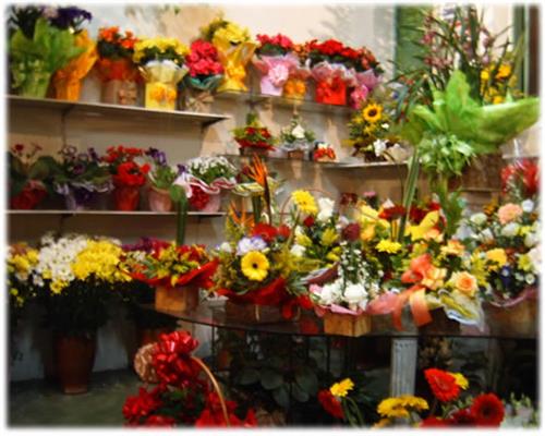 FLORICULTURA EM CURITIBA - CHACARA FLOR DA SUISSA - PR