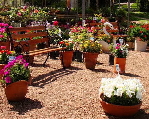 FLORICULTURA EM CURITIBA - CHACARA FLOR DA SUISSA - PR