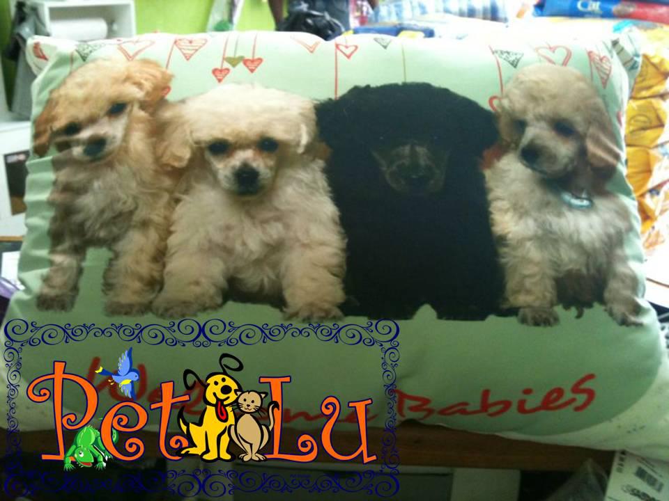 PETSHOP EM PETROPOLIS