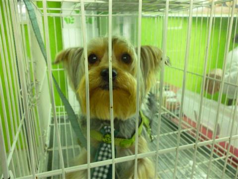 PETSHOP EM PETROPOLIS