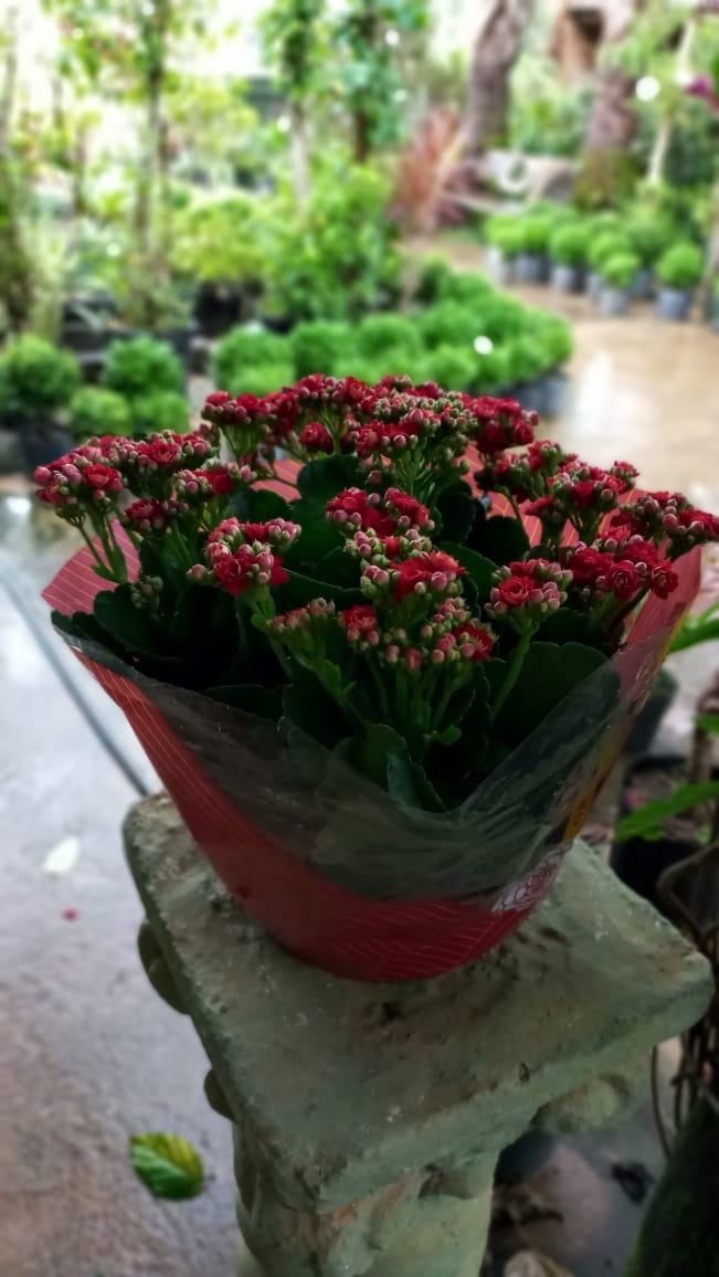 MUDAS DE PLANTAS E FLORES EM VILHENA - RO