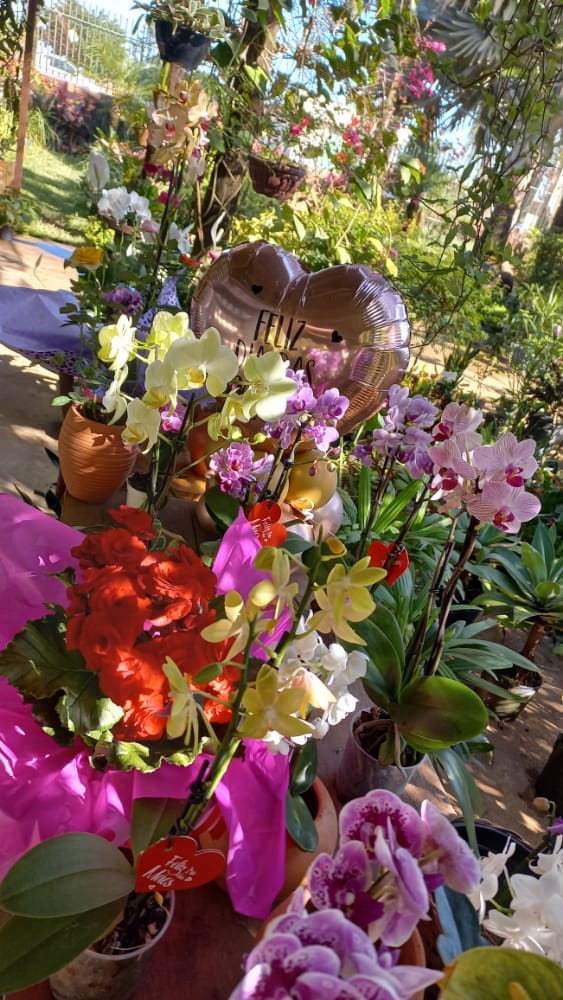 MUDAS DE PLANTAS E FLORES EM VILHENA - RO