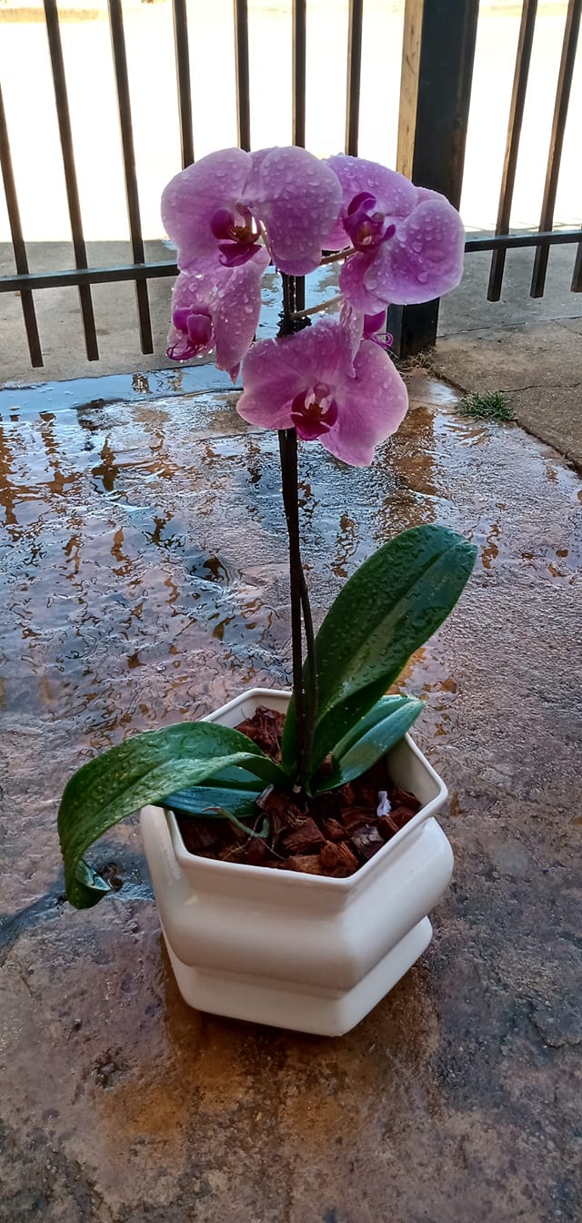 MUDAS DE PLANTAS E FLORES EM VILHENA - RO