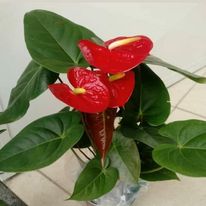 FLORICULTURA EM TREMEMBÉ - SP 