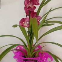 FLORICULTURA EM TREMEMBÉ - SP 
