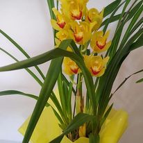FLORICULTURA EM TREMEMBÉ - SP 