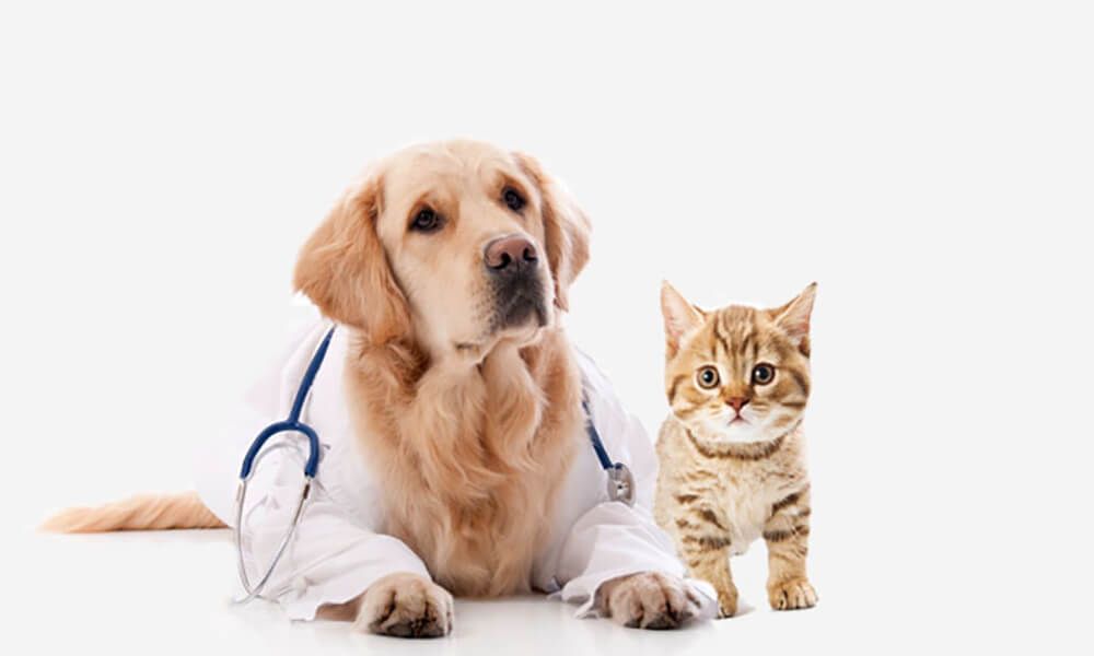 PET SHOP - Clínica Veterinária