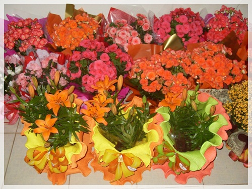 FLORICULTURA EM PRESIDENTE EPITACIO - CASA DAS FLORES