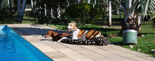 ADESTRAMENTO E HOSPEDAGEM DE CAES NA BARRA DA TIJUCA - CANIL FORTE BRASIL - RJ