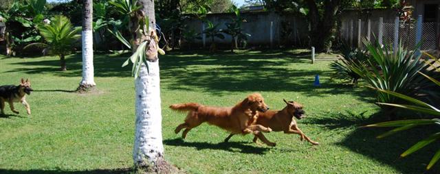 ADESTRAMENTO E HOSPEDAGEM DE CAES NA BARRA DA TIJUCA - CANIL FORTE BRASIL - RJ