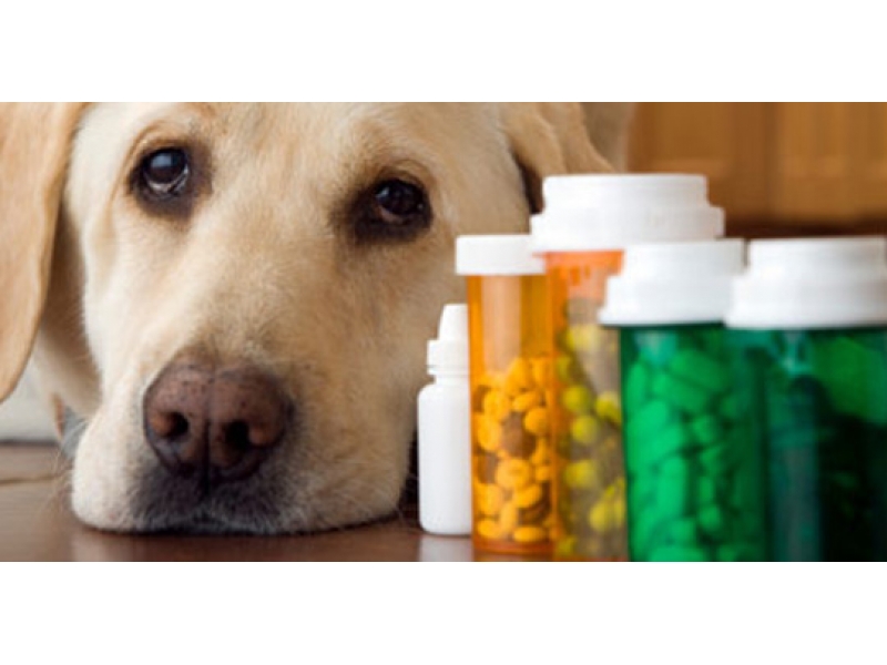 CLINICA VETERINÁRIA EM DUQUE DE CAXIAS - RJ