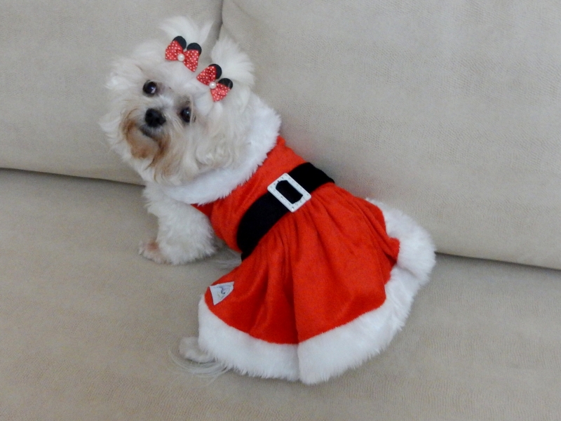 CLINICA VETERINÁRIA EM DUQUE DE CAXIAS - RJ