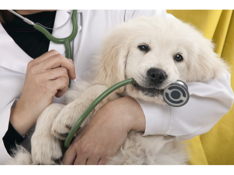 CLINICA VETERINÁRIA EM DUQUE DE CAXIAS - RJ