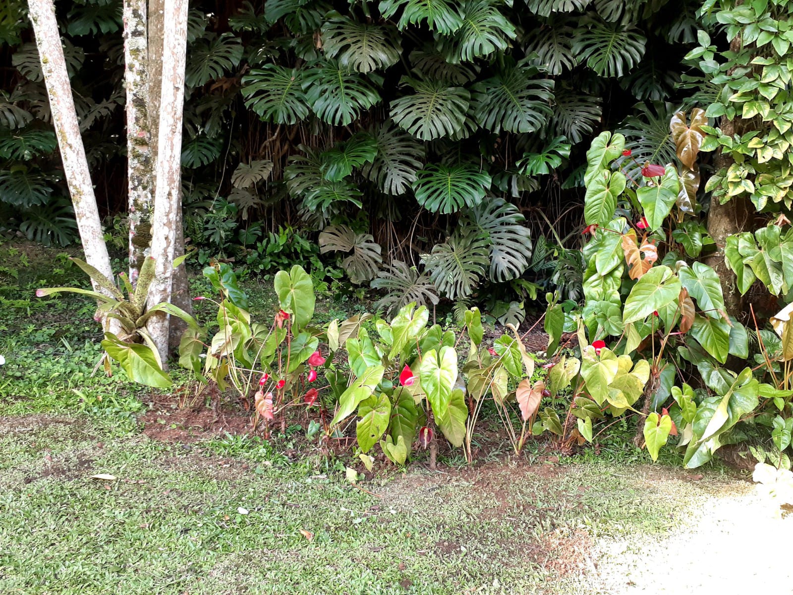 PLANTAS E PAISAGISMO EM TERESÓPOLIS RJ
