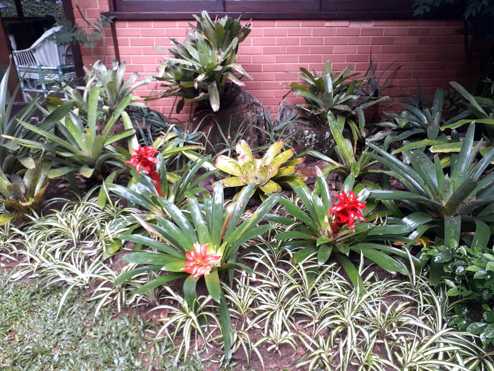 PLANTAS E PAISAGISMO EM TERESÓPOLIS RJ
