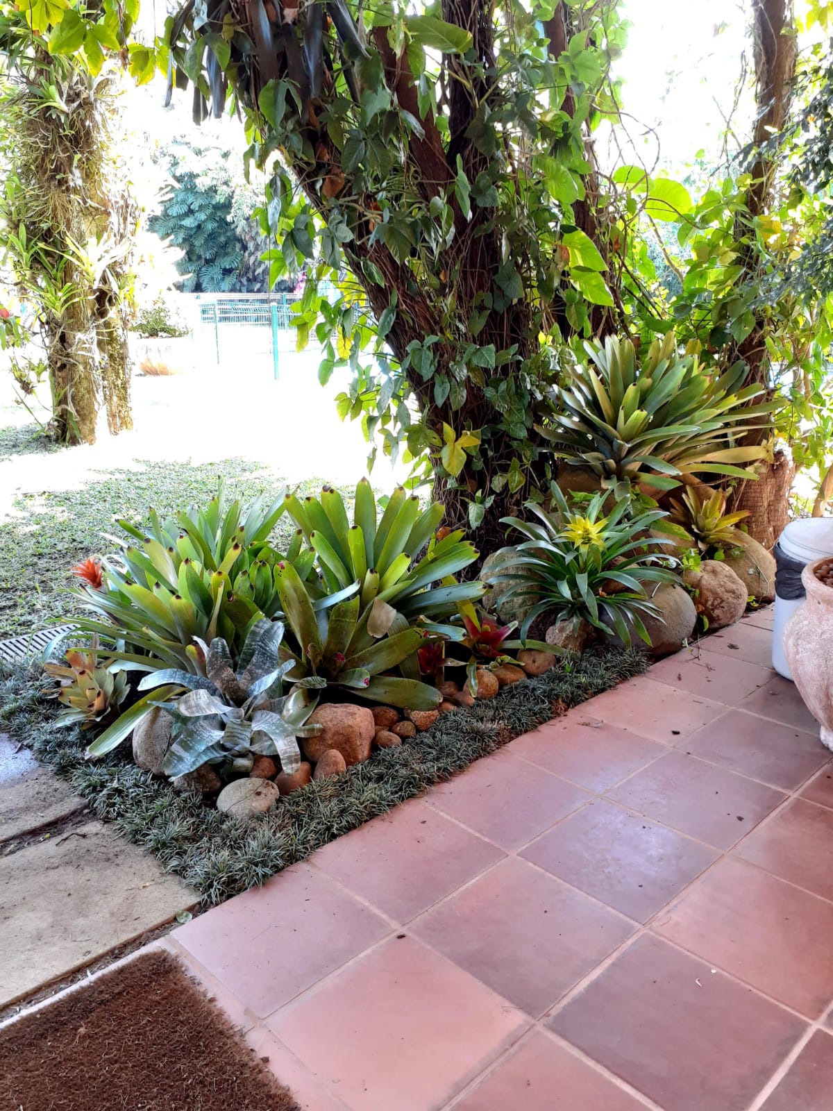 PLANTAS E PAISAGISMO EM TERESÓPOLIS RJ