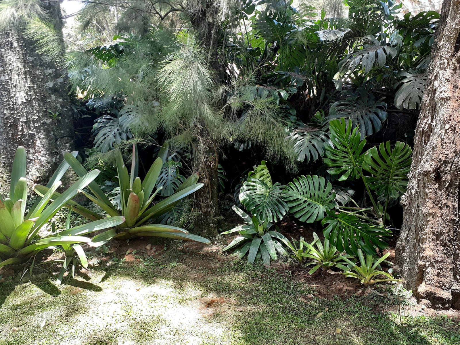 PLANTAS E PAISAGISMO EM TERESÓPOLIS RJ