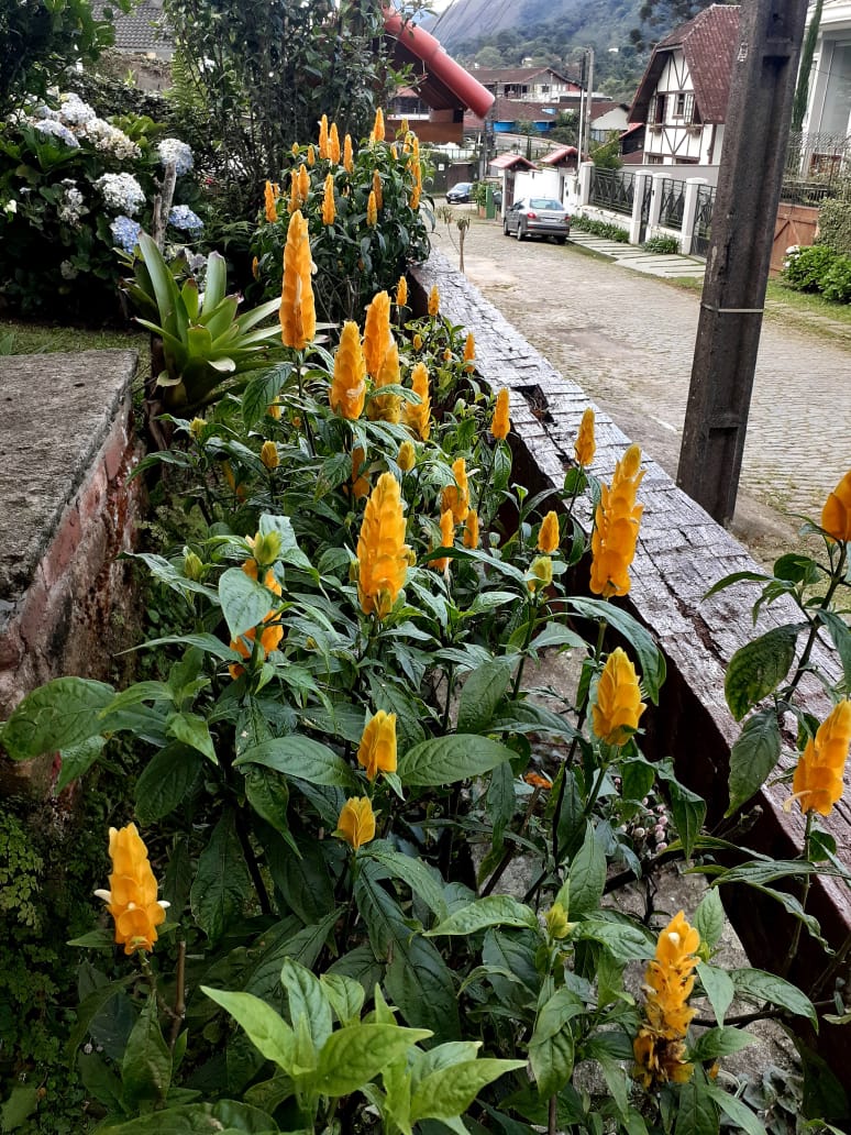 PLANTAS E PAISAGISMO EM TERESÓPOLIS RJ