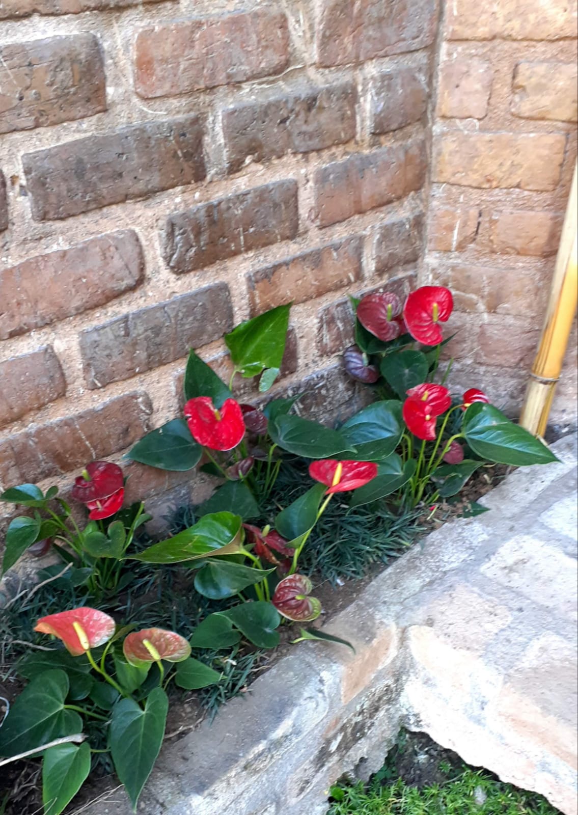 PLANTAS E PAISAGISMO EM TERESÓPOLIS RJ