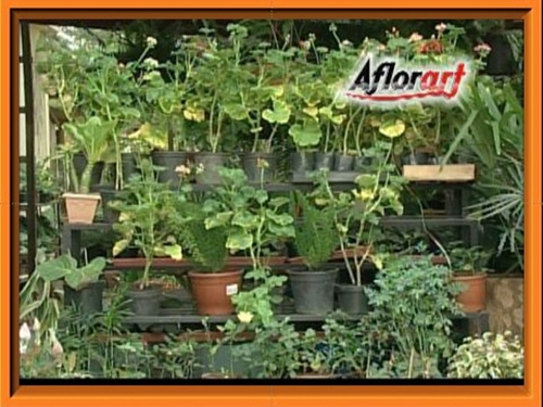 AFLORART Floricultura. 