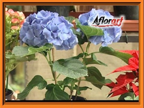AFLORART Floricultura. 