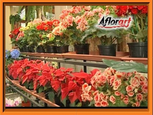 AFLORART Floricultura. 