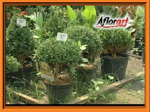 AFLORART Floricultura. 