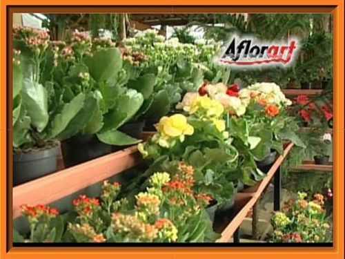 AFLORART Floricultura. 