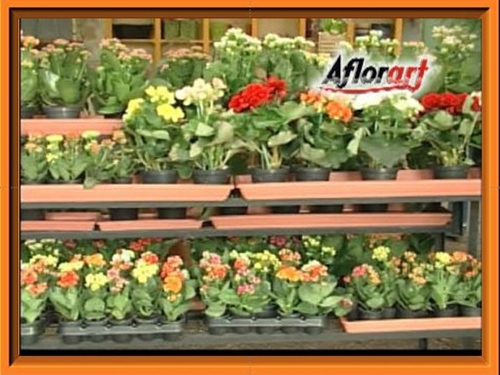 AFLORART Floricultura. 