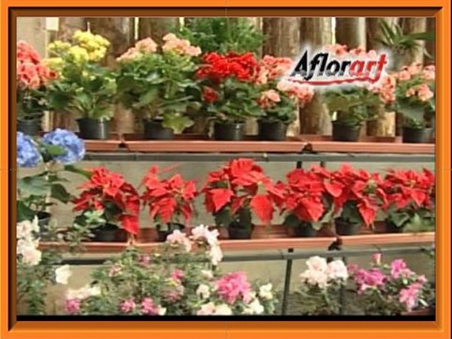 AFLORART Floricultura. 