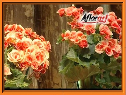 AFLORART Floricultura. 