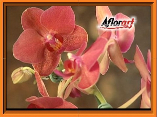 AFLORART Floricultura. 
