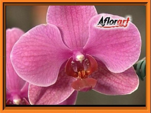 AFLORART Floricultura. 
