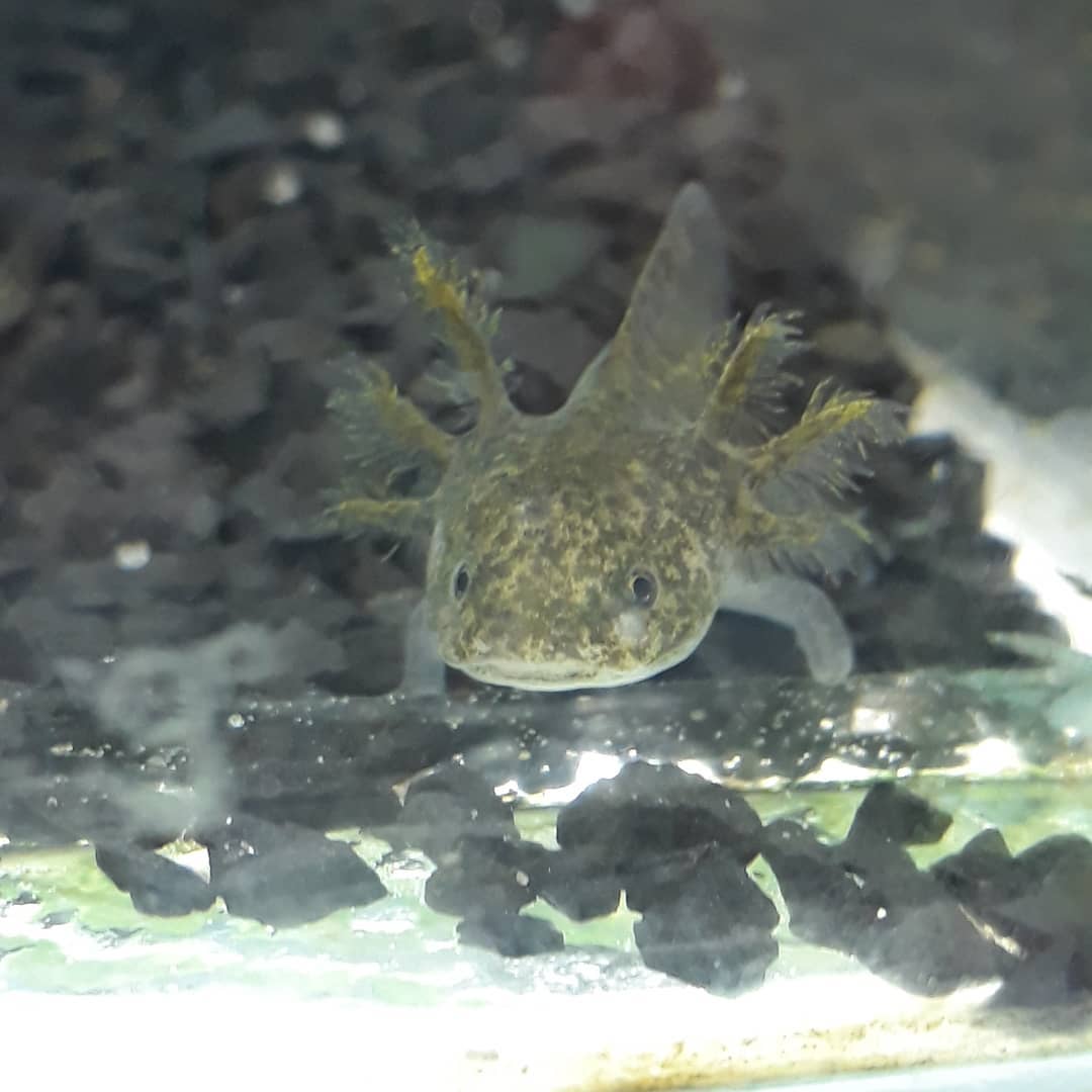 PEIXE PARA AQUÁRIO EM ALCÂNTARA SÃO GONÇALO