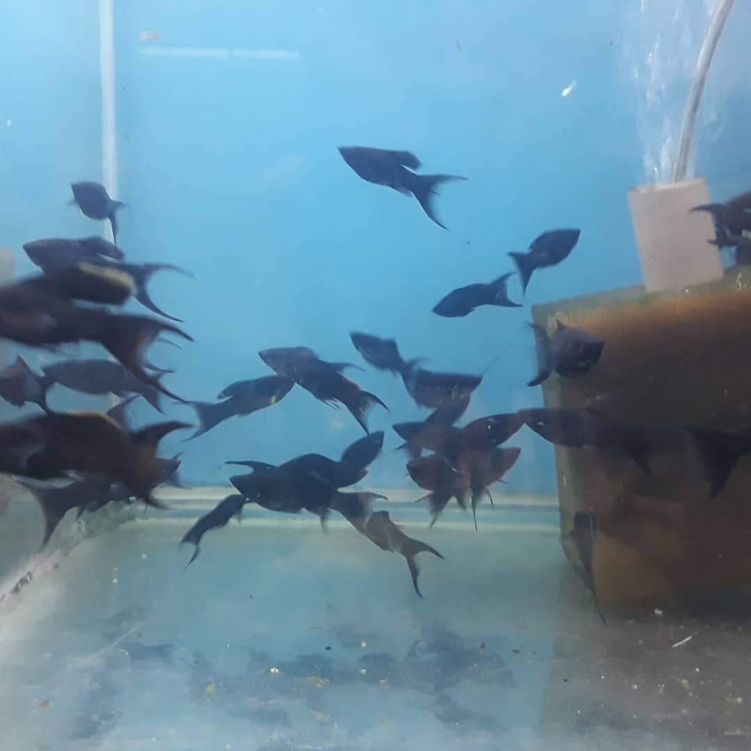 PEIXE PARA AQUÁRIO EM MARICÁ